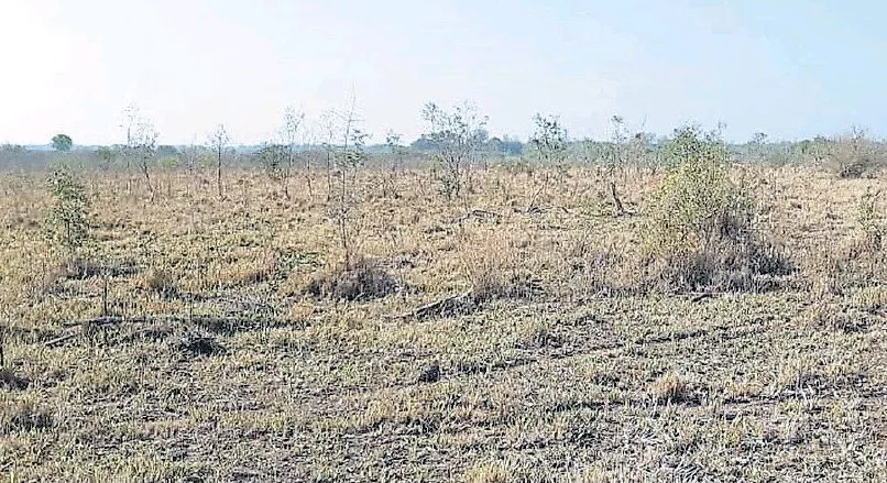 Asi luce uno de los campos en la localidad de Ibarreta